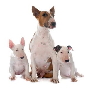 bull-terrier-santé-danger-info