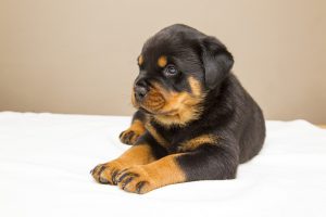 Education-chiot-rottweiler